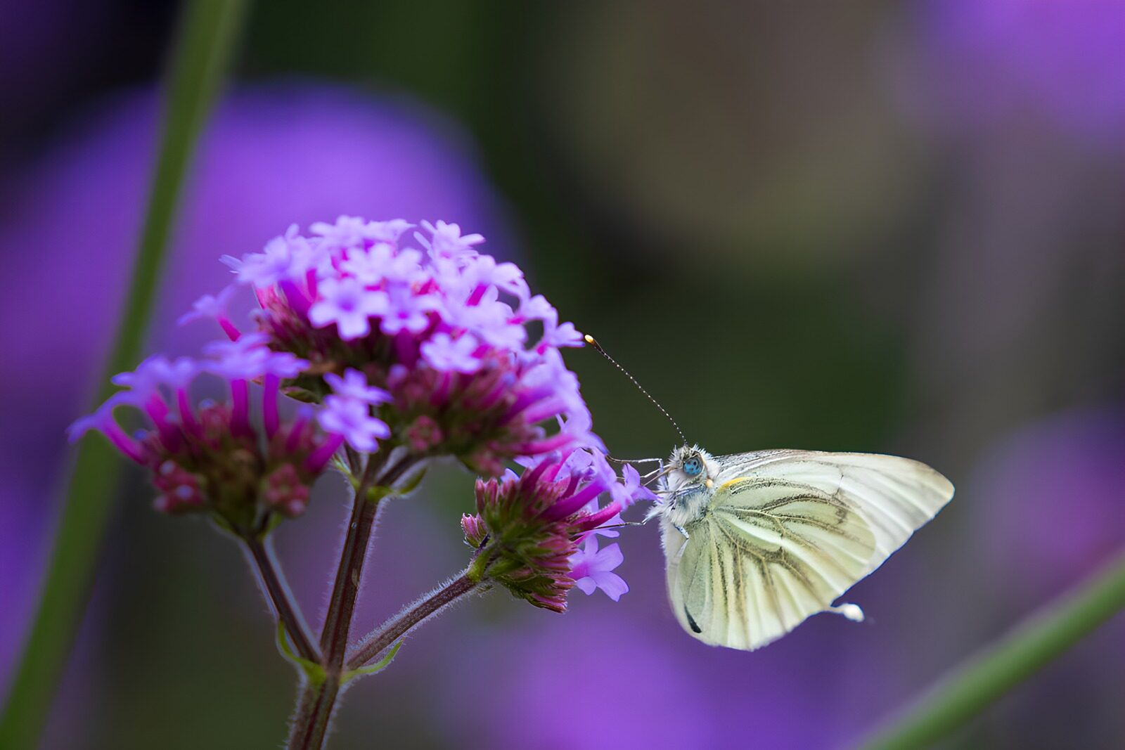 OCCOM8034033: Green-veined White on Purple Verbena