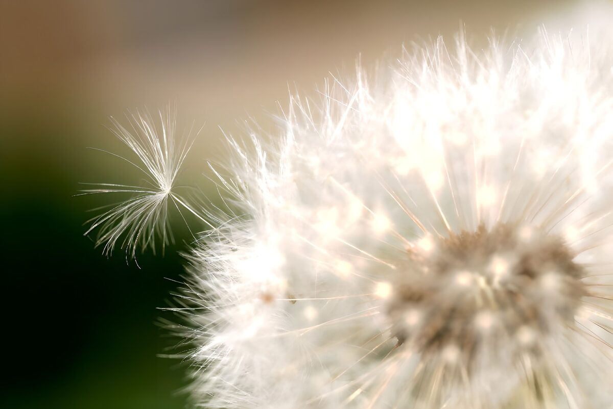 Dandelion Seed Floating in the Breeze