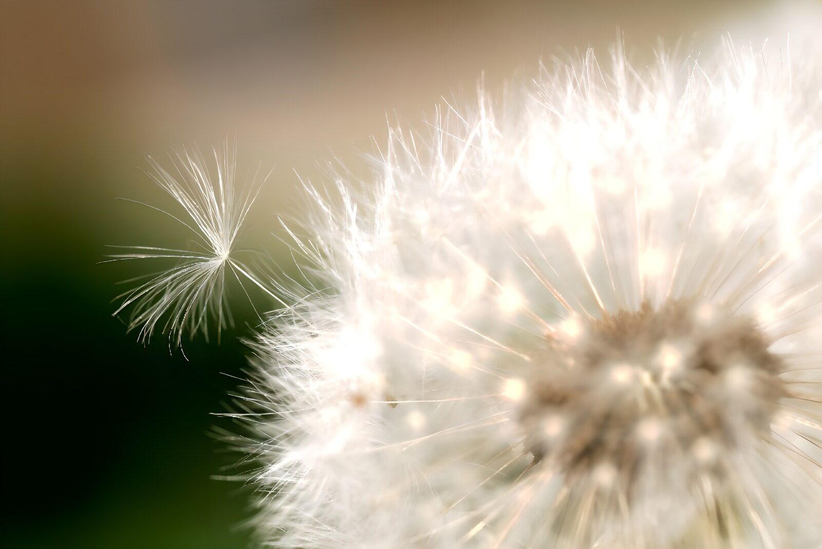 OCCOM4317534: Dandelion Seed Floating in the Breeze