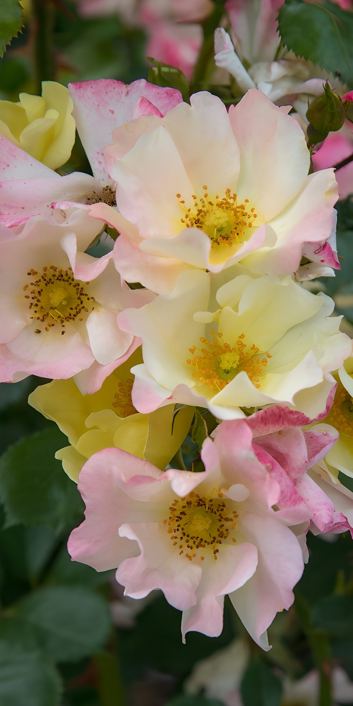 OCCOM9480240: Delicate Pink and Yellow Roses