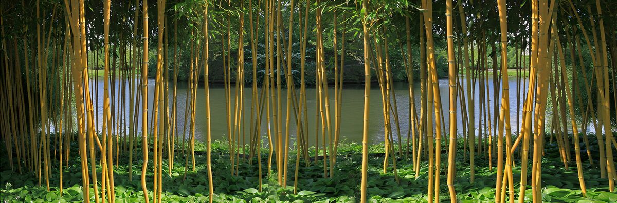 Serene Bamboo Grove by the Water