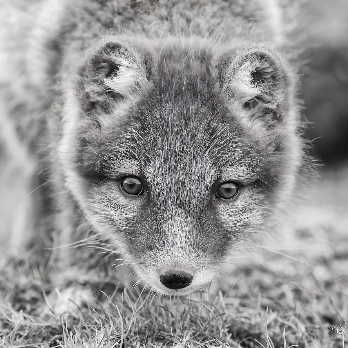 Arctic Fox in Monochrome Beauty