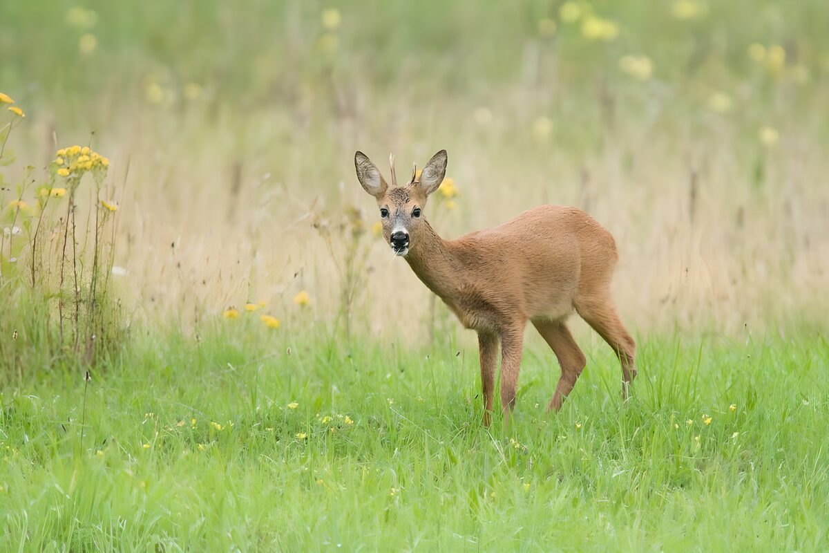 Young Roe Deer in Tall Grass