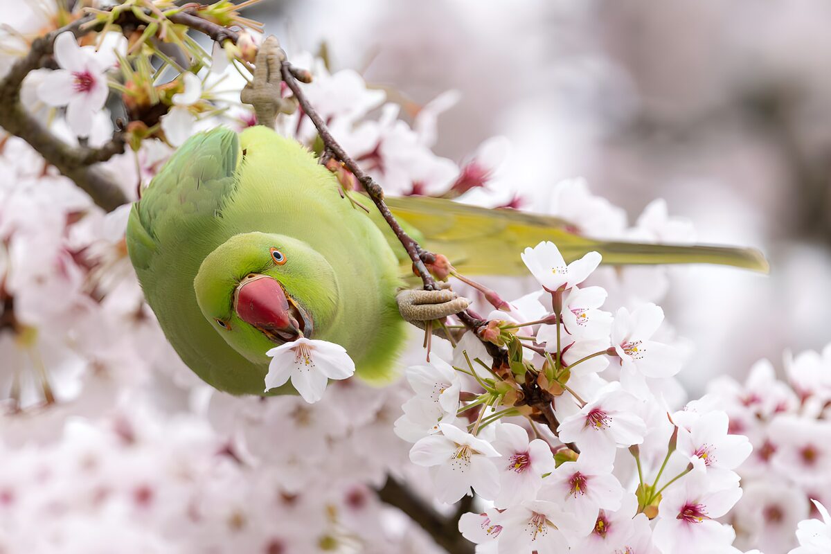 Parrot Amidst Blooming Cherry Blossoms