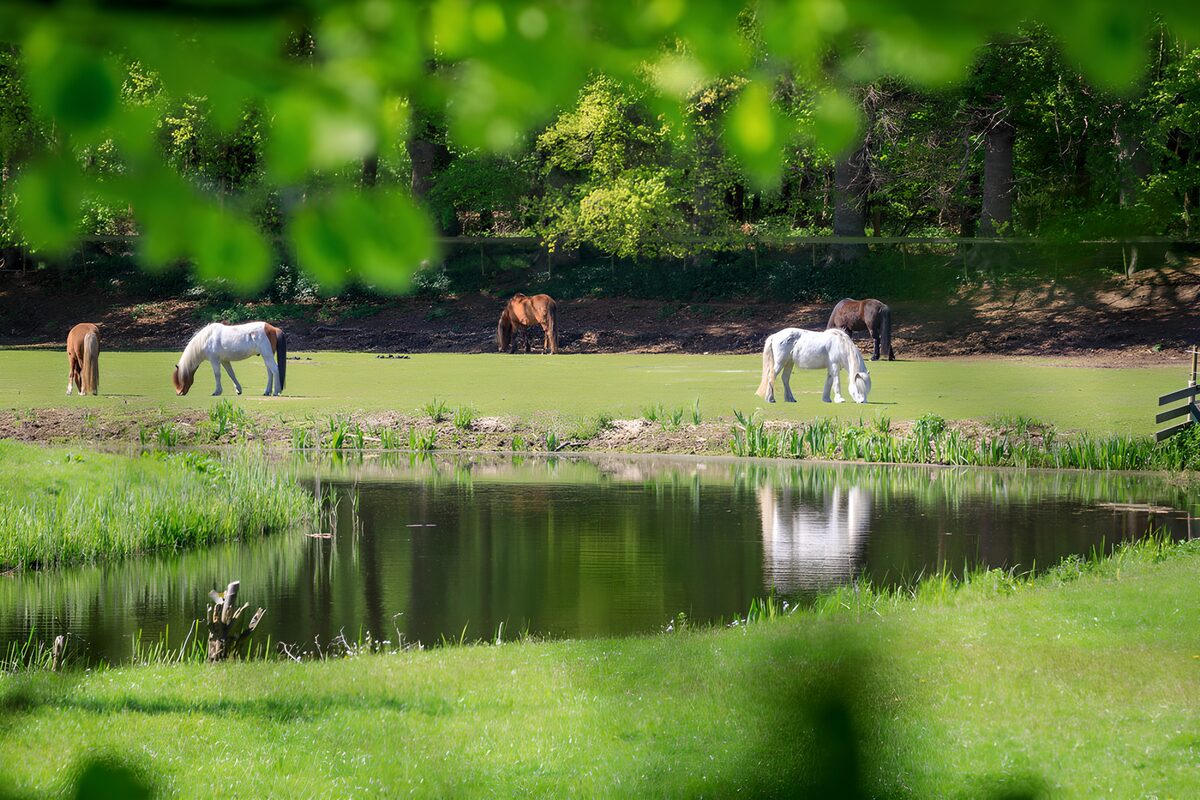 Pastoral Scene with Horses by the Pond