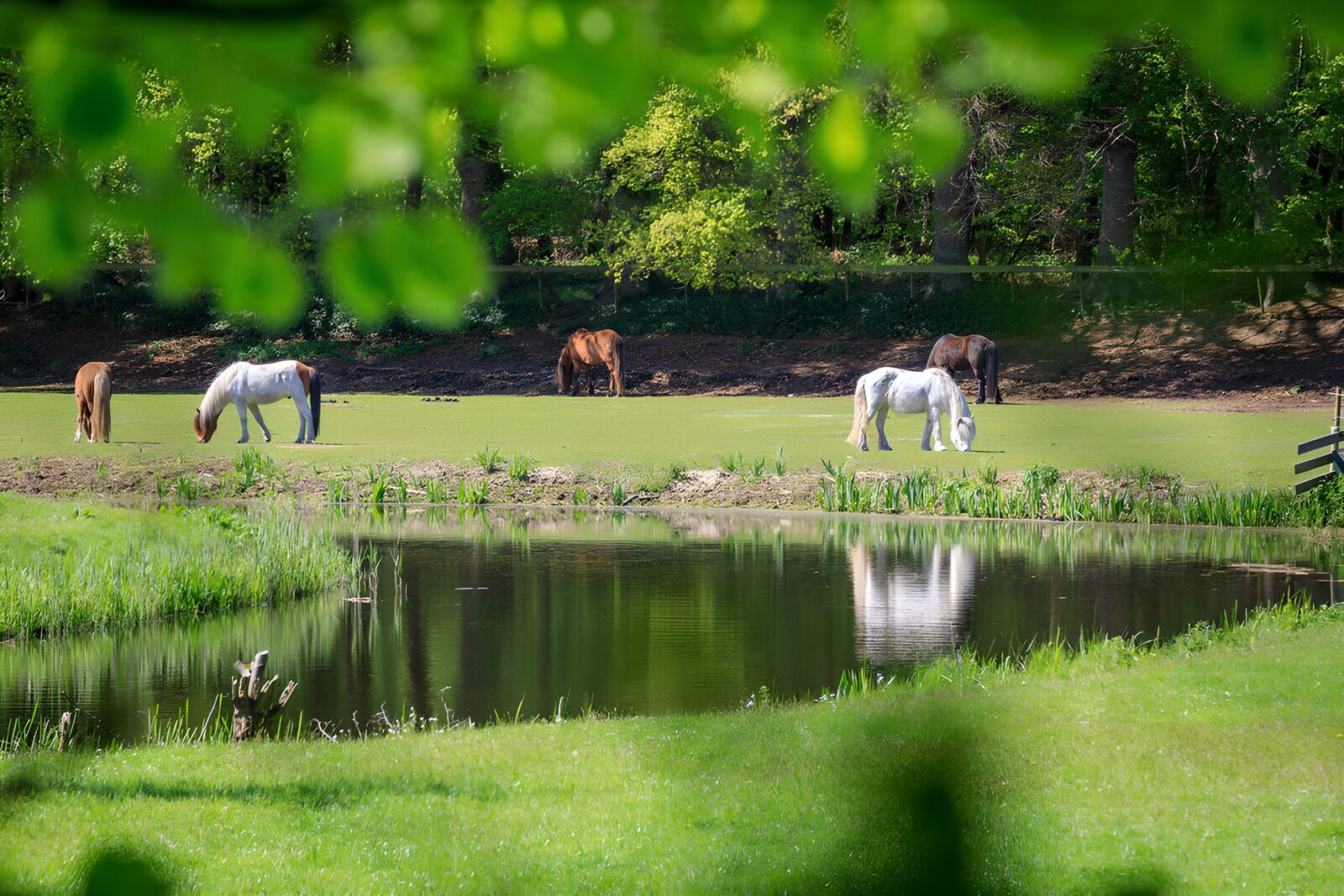 OCCOM5077016: Pastoral Scene with Horses by the Pond
