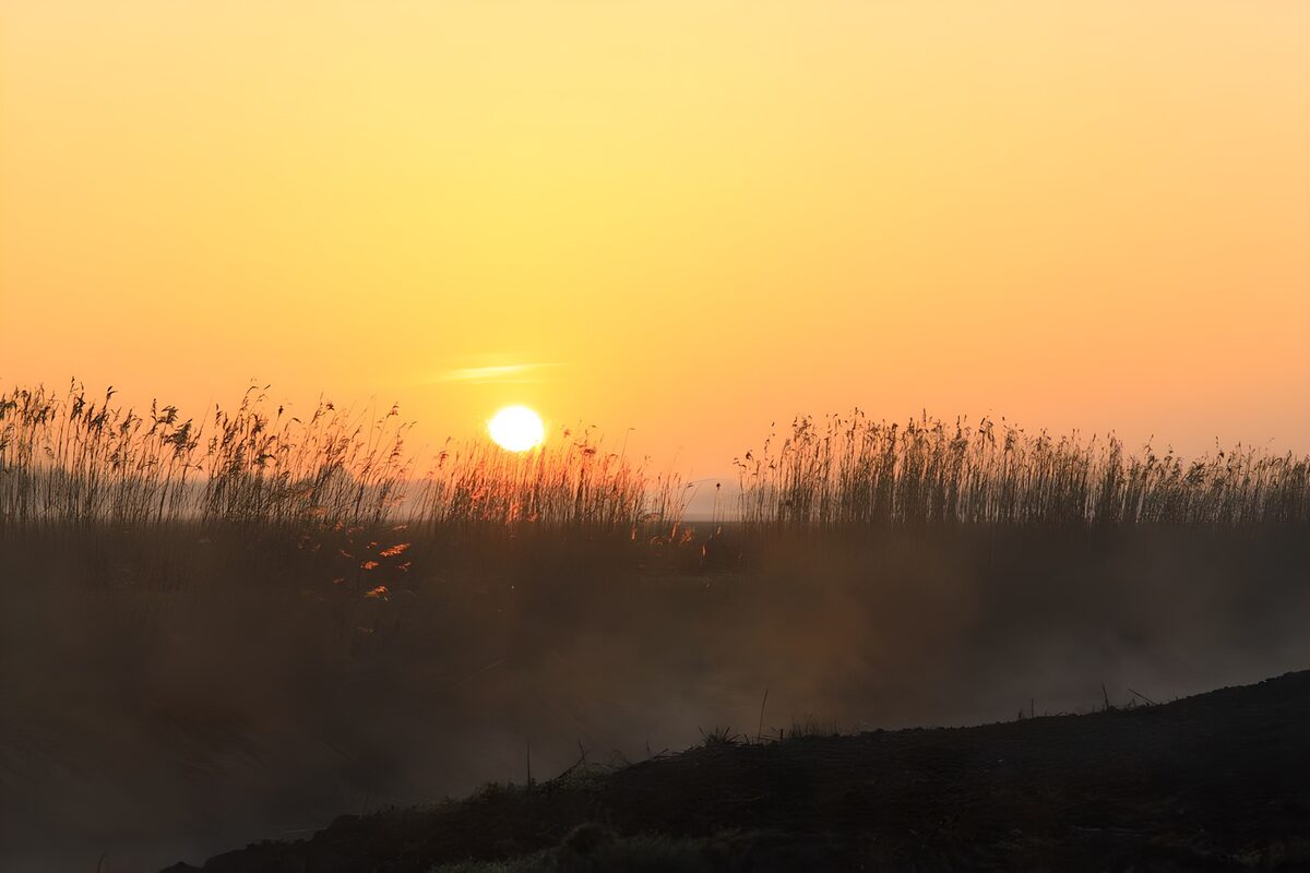 Serene Sunrise Over the Marshlands