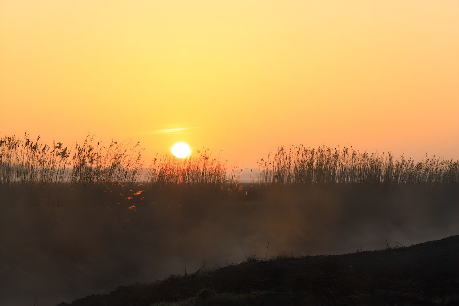 OCCOM3565937: Serene Sunrise Over the Marshlands