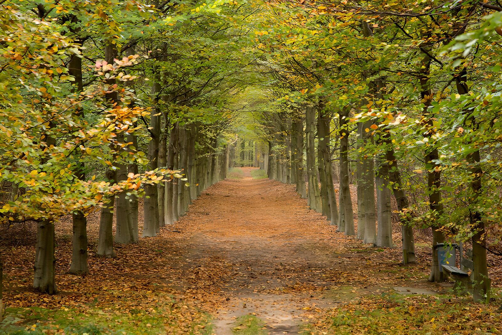OCCOM4429214: Tranquil Autumn Pathway