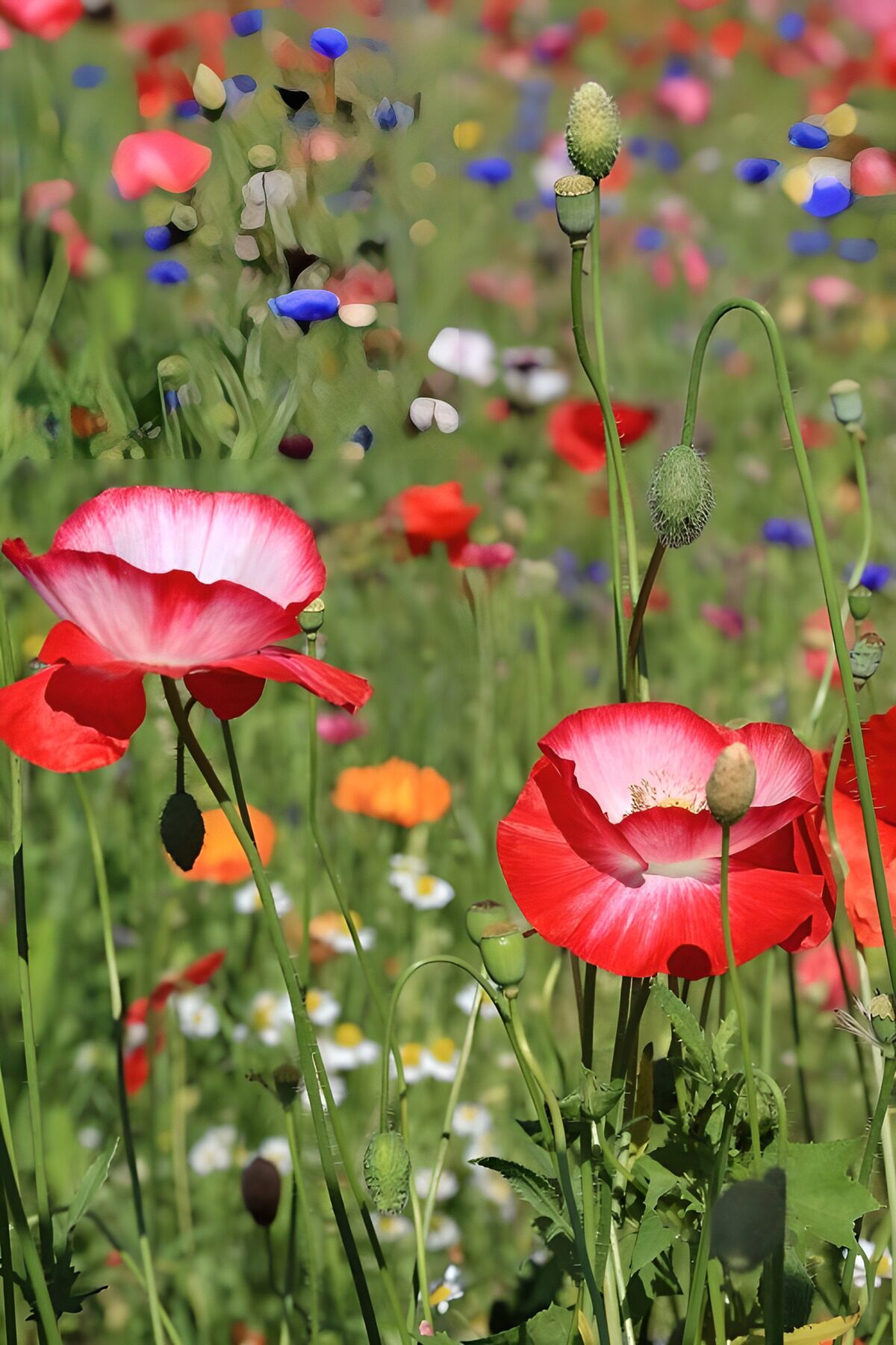 Vibrant Poppies in a Flower Field