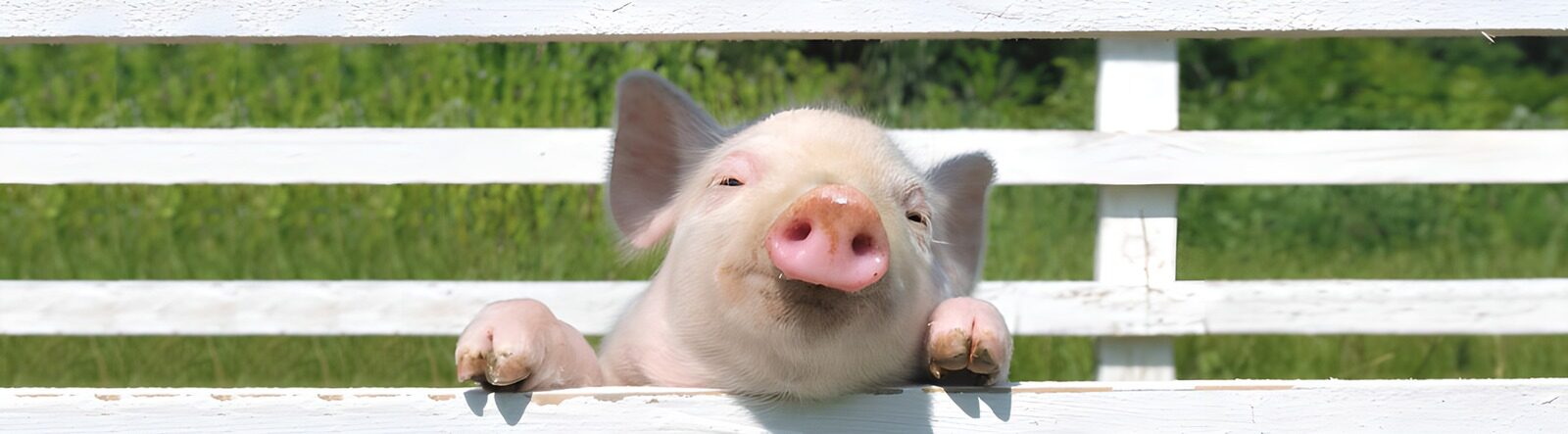 OCCOM9531290: Playful Pig Peeking Over Fence