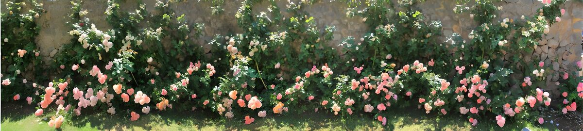 OCCOM4119445: Blooming Rose Garden in Full Glory