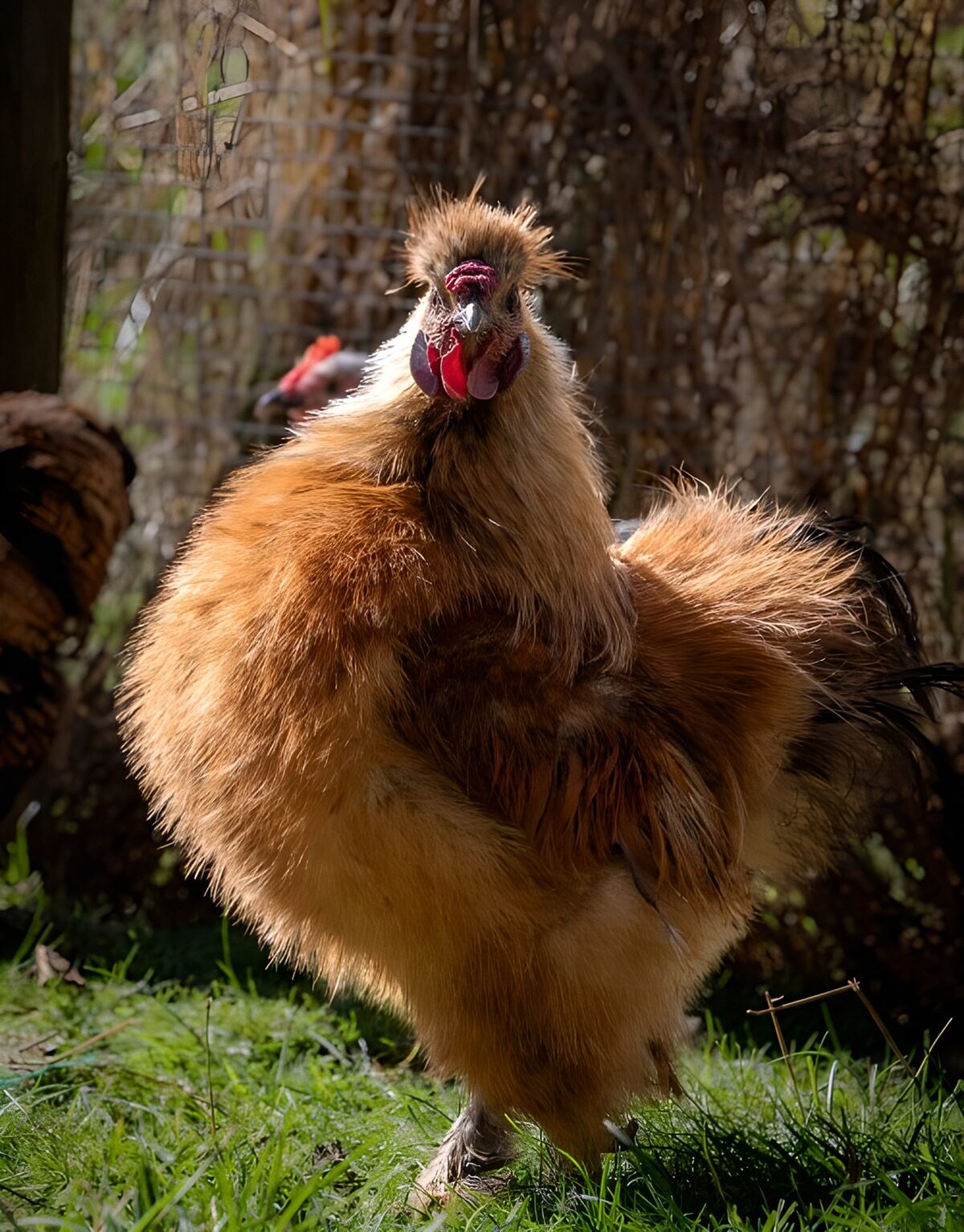 OCCOM1021032: Fluffy Chicken Strutting in the Sun