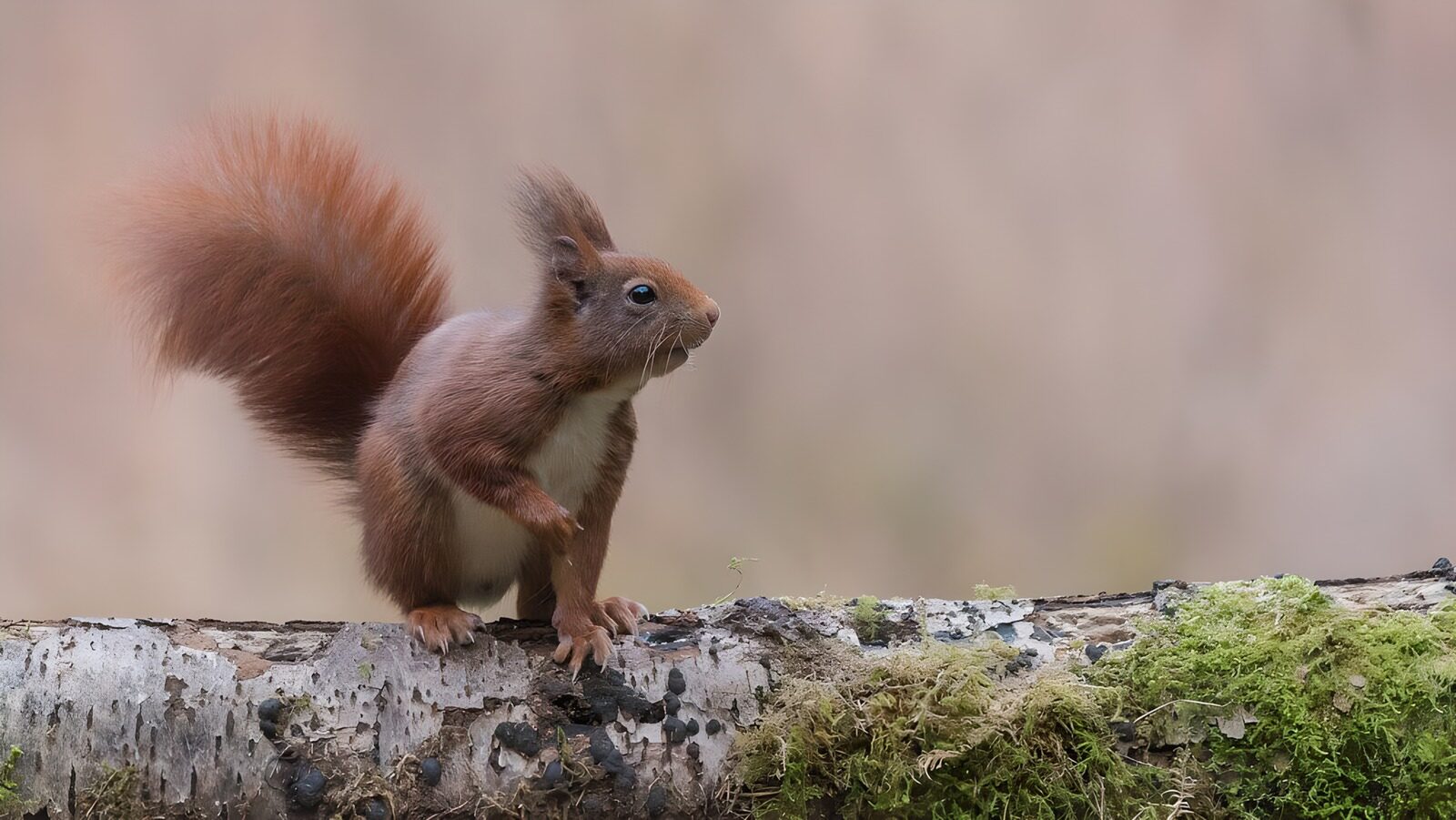 OCCOM4654383: Curious Squirrel on a Log