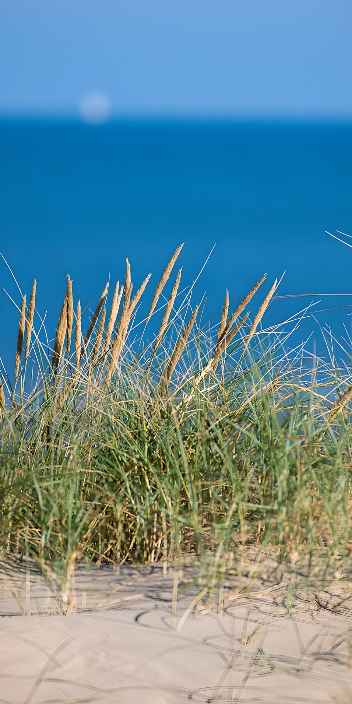 OCCOM6491255: Tranquil Beach Grass by the Sea