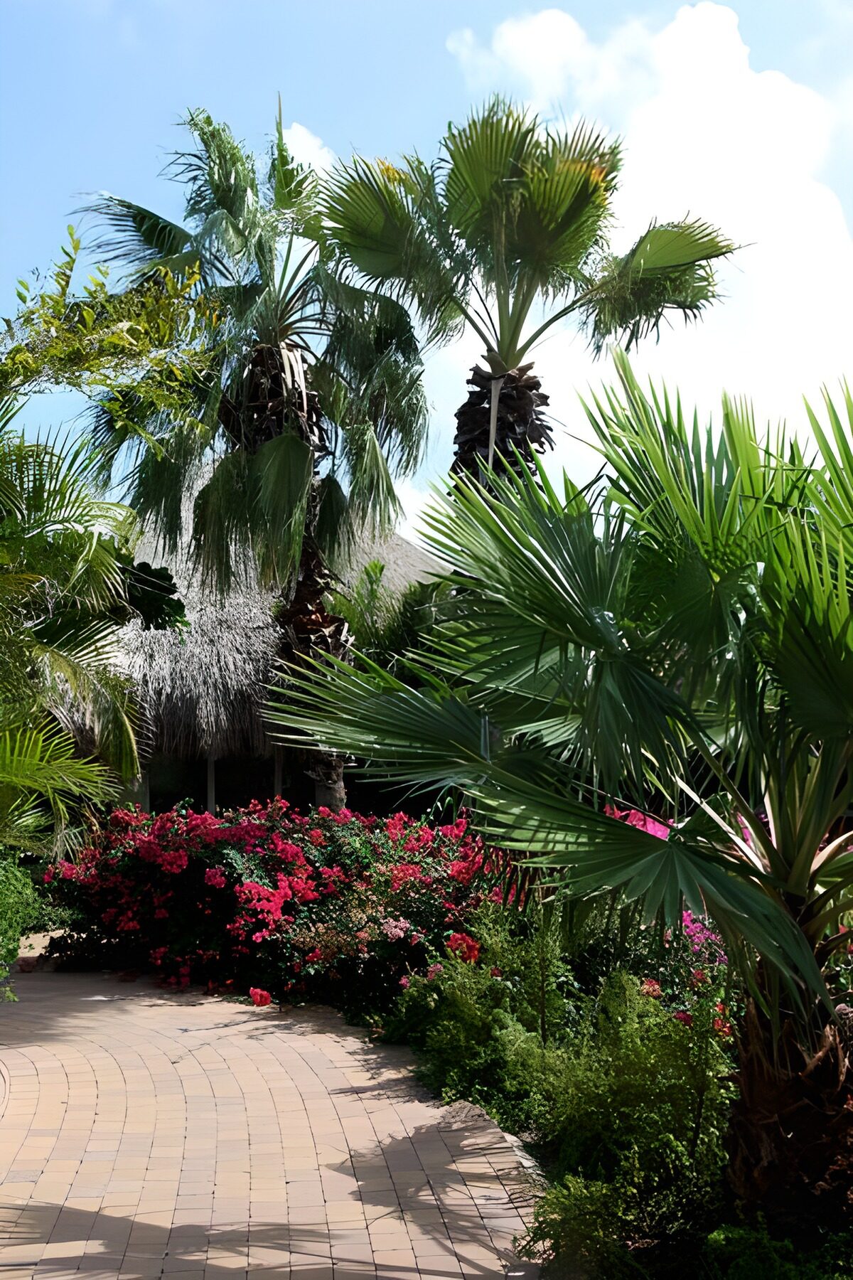 OCCOM7137582: Tropical Paradise Pathway