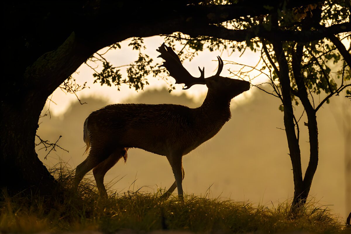 Majestic Stag Silhouette at Dawn