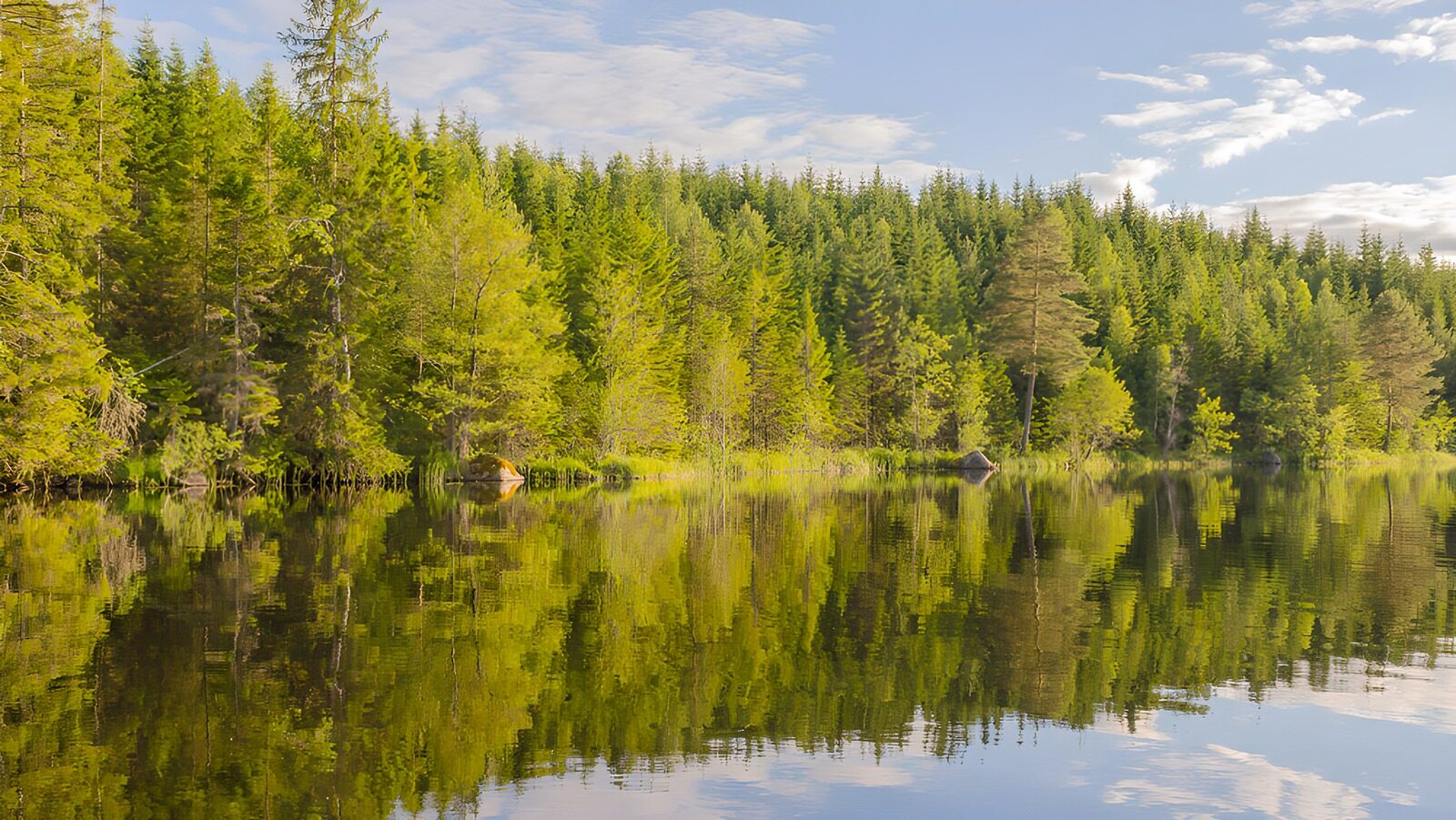 OCCOM9542360: Tranquil Reflection in a Forest Lake
