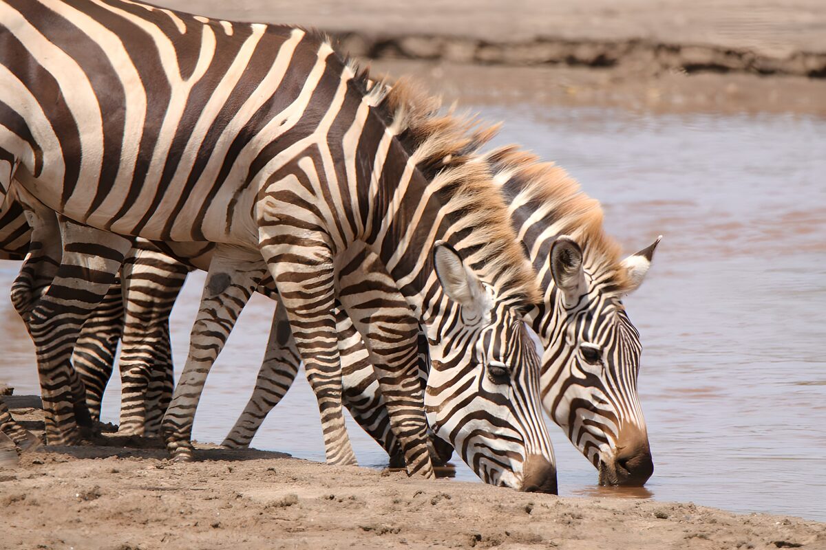 Zebras at the Watering Hole