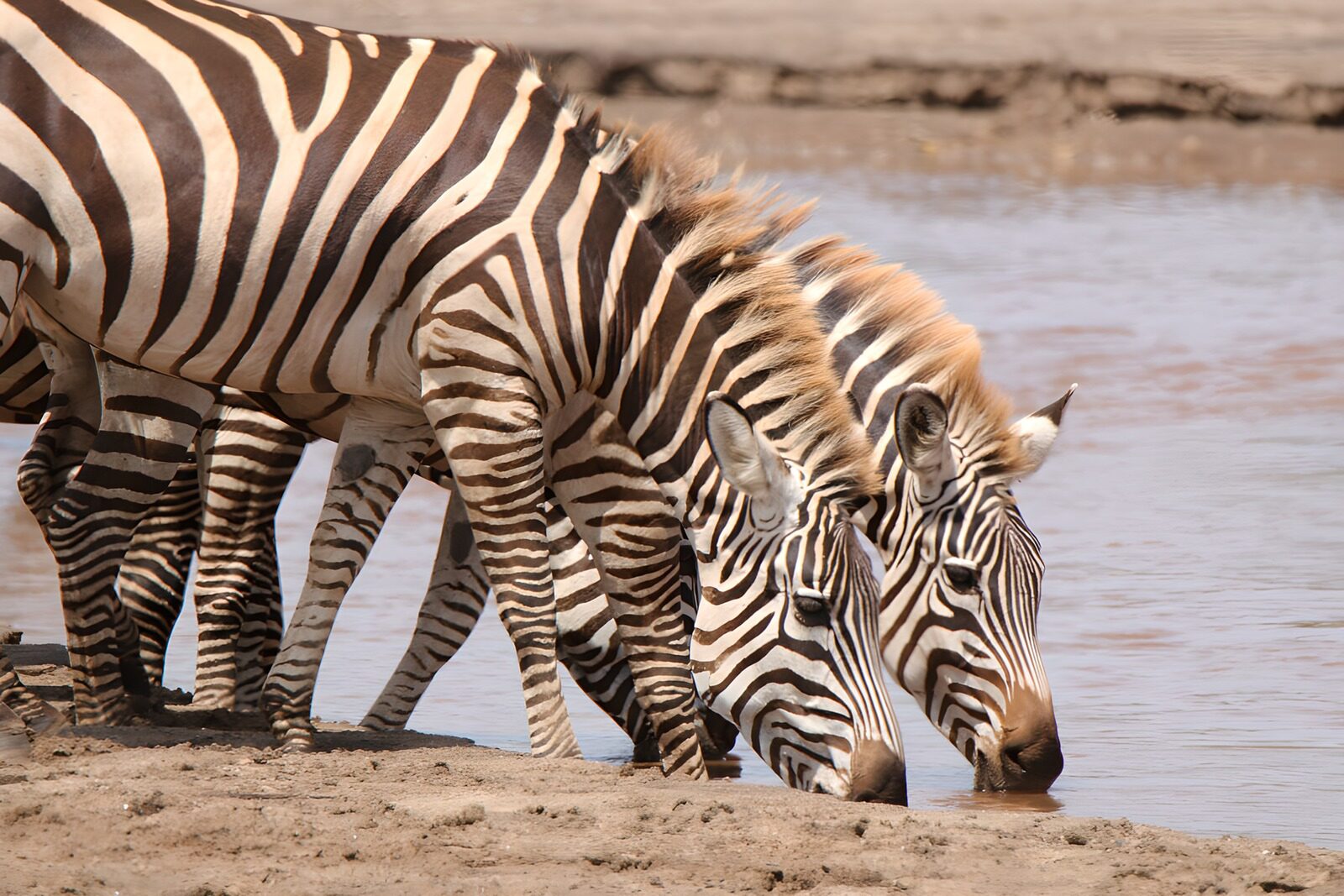 OCCOM2334783: Zebras at the Watering Hole