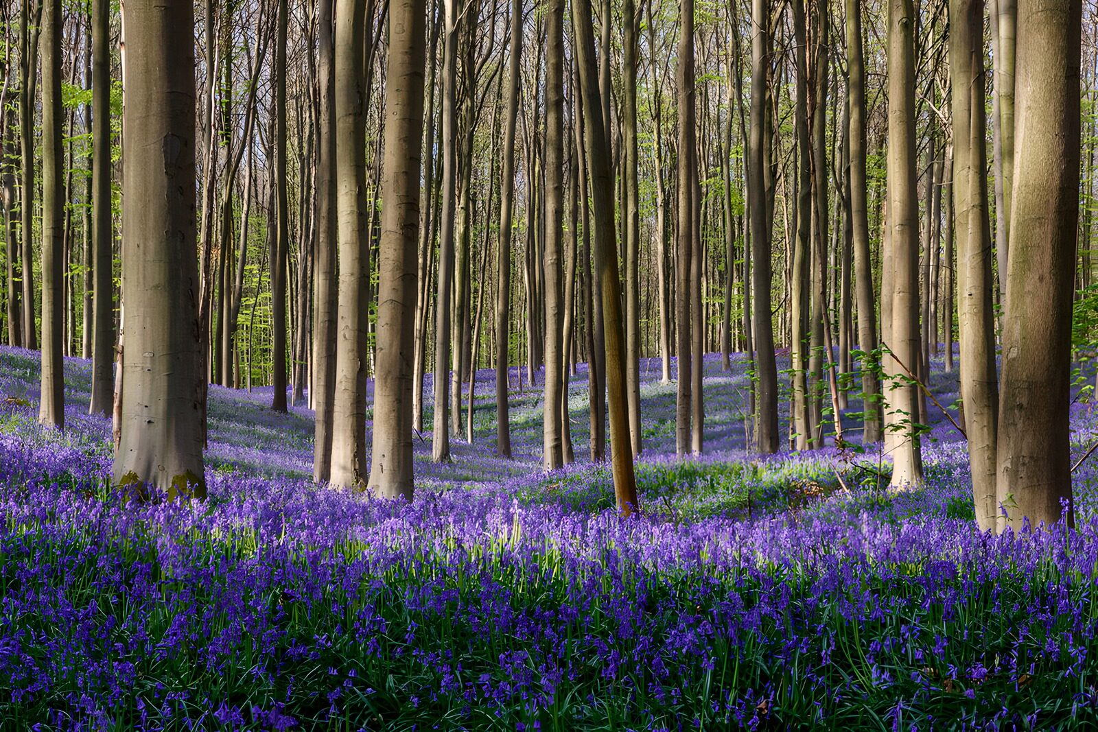 OCCOM1438354: Enchanted Bluebell Woods