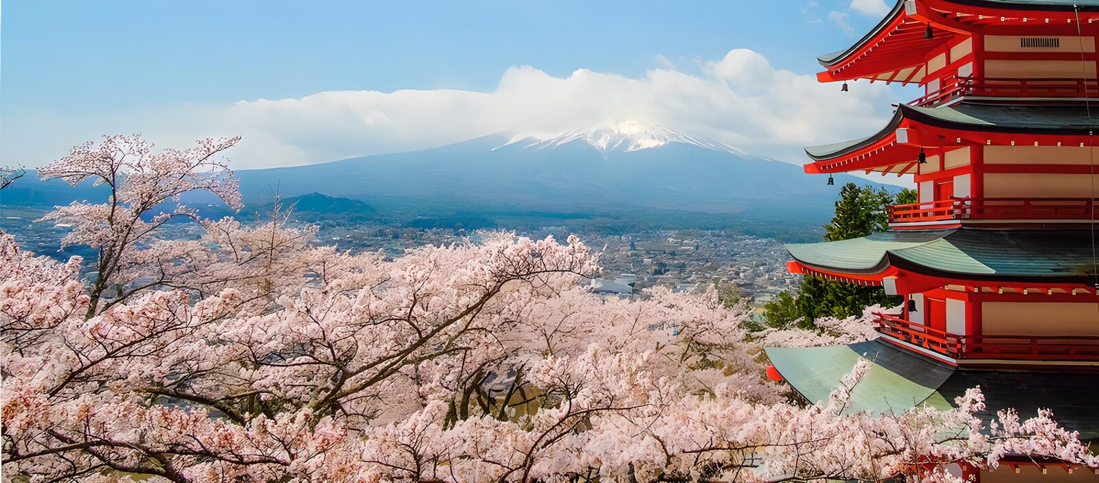 OCCOM5406356: Cherry Blossoms by Mount Fuji