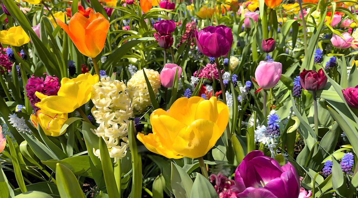 Colorful Spring Flower Garden
