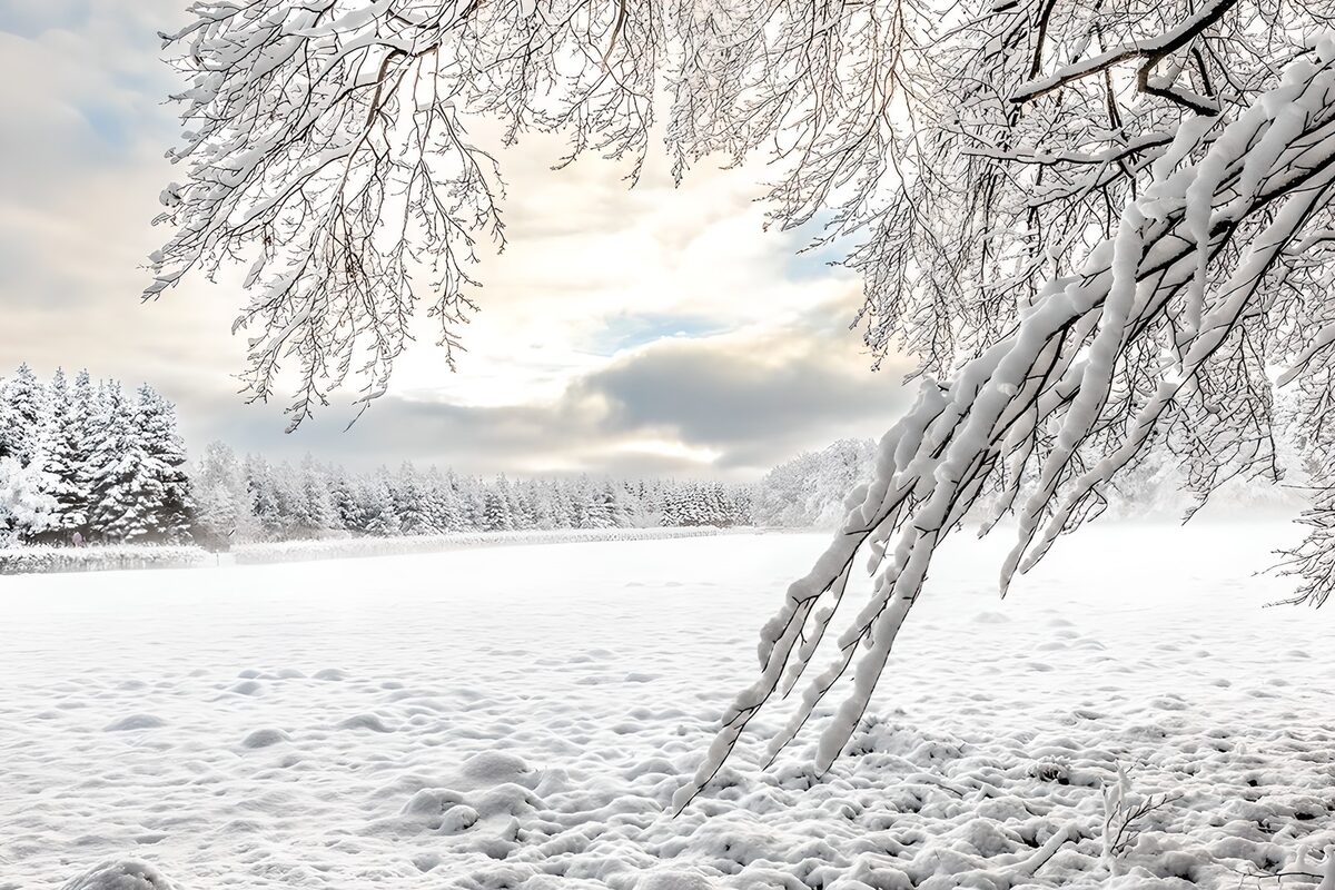 Winter's Silent Embrace