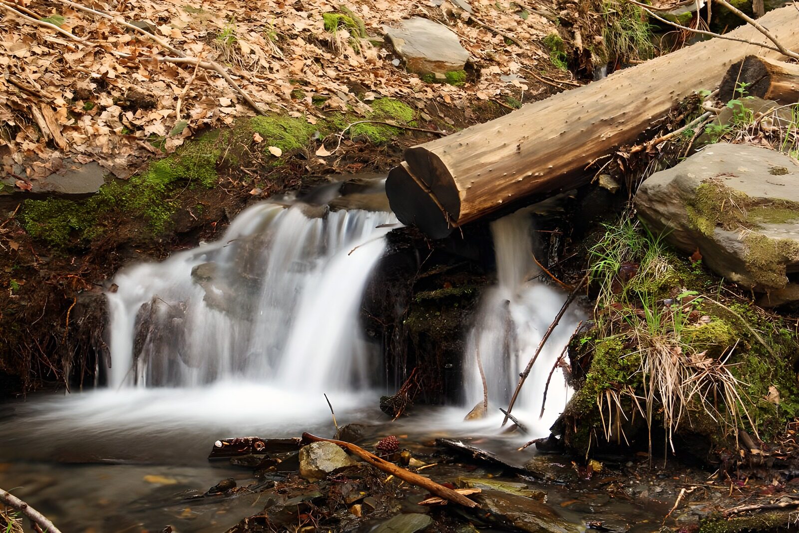 OCCOM9845432: Tranquil Forest Stream