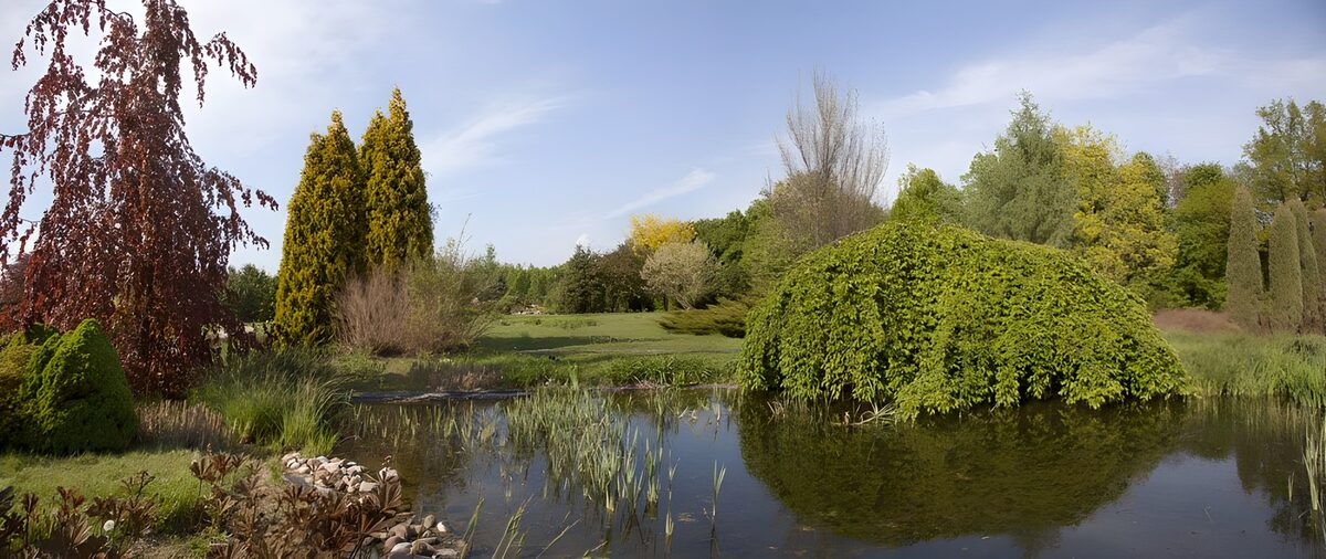 Tranquil Garden Reflection