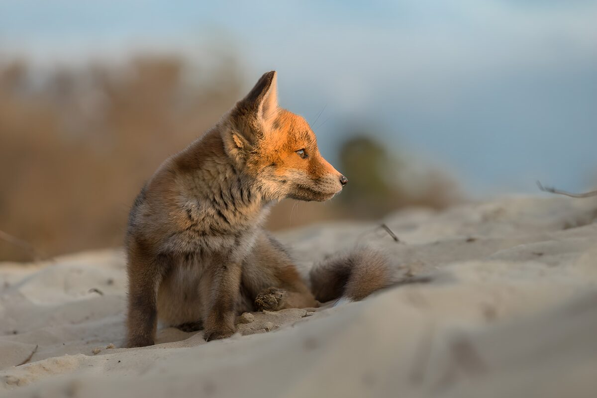 Curious Fox in a Sandy Landscape