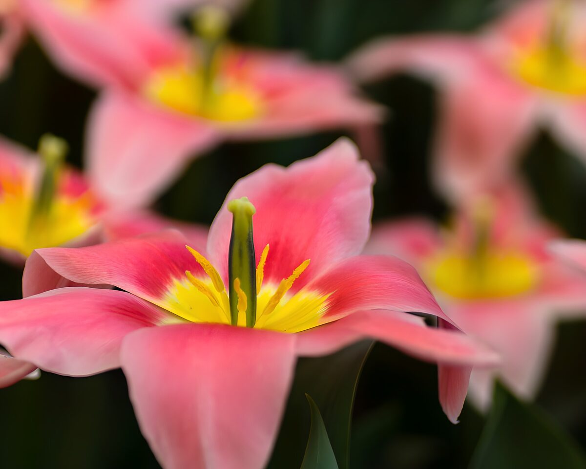OCCOM1358653: Vibrant Pink Tulips in Bloom