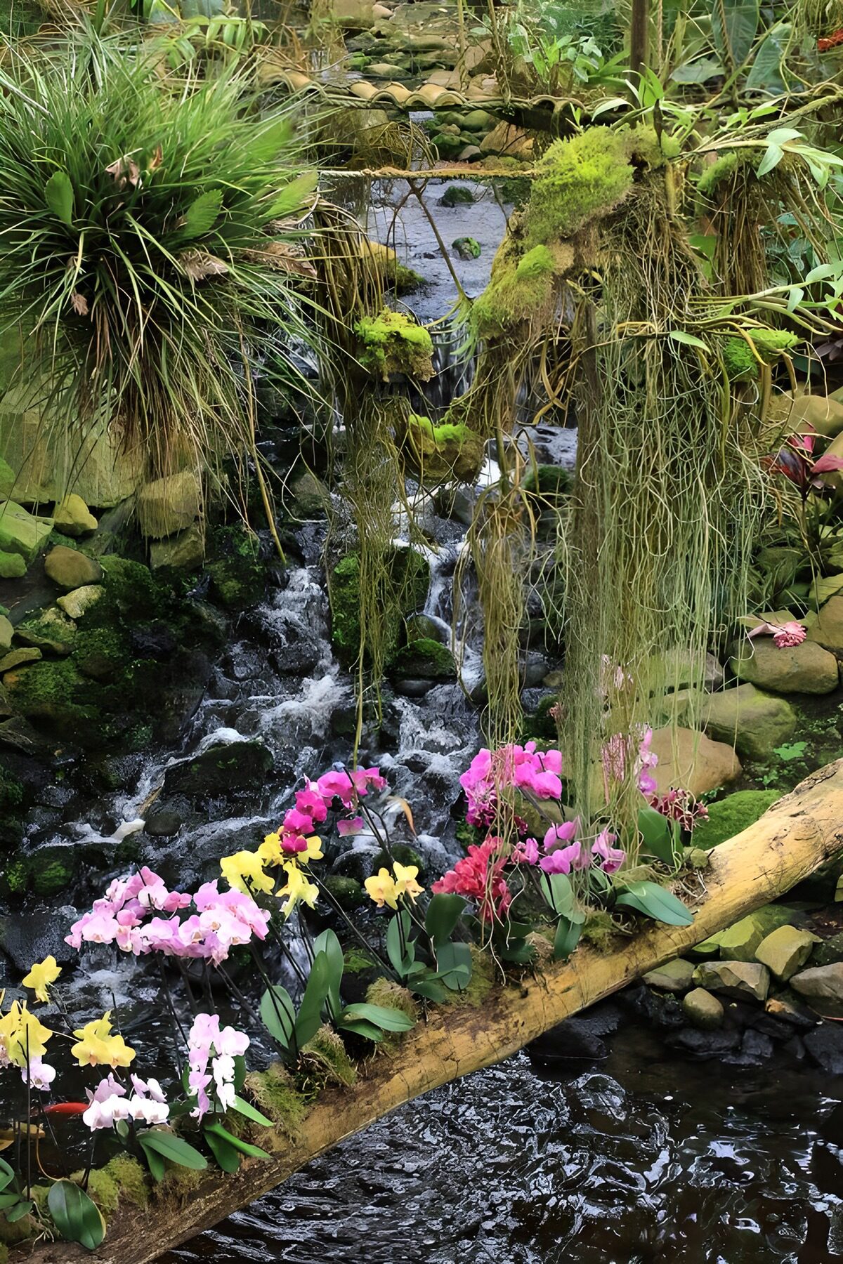 OCCOM2454803: Tranquil Orchid Cascades