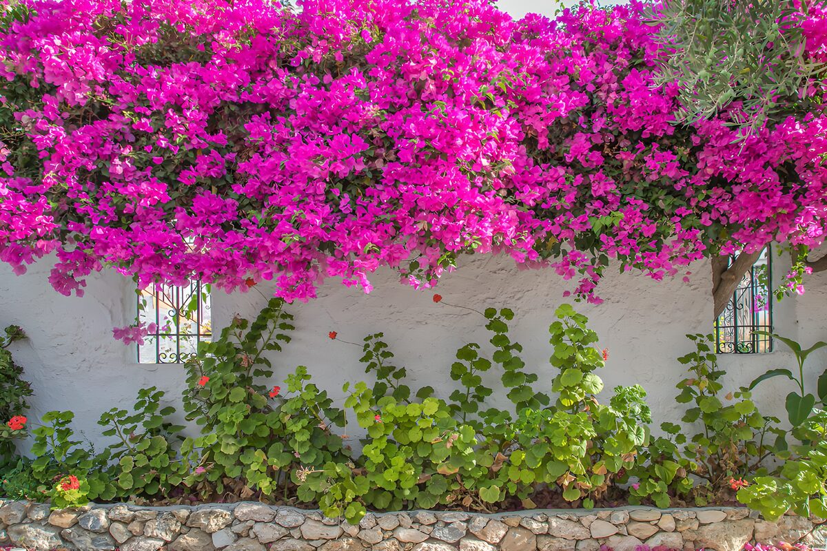 Vibrant Bougainvillea Over White Walls