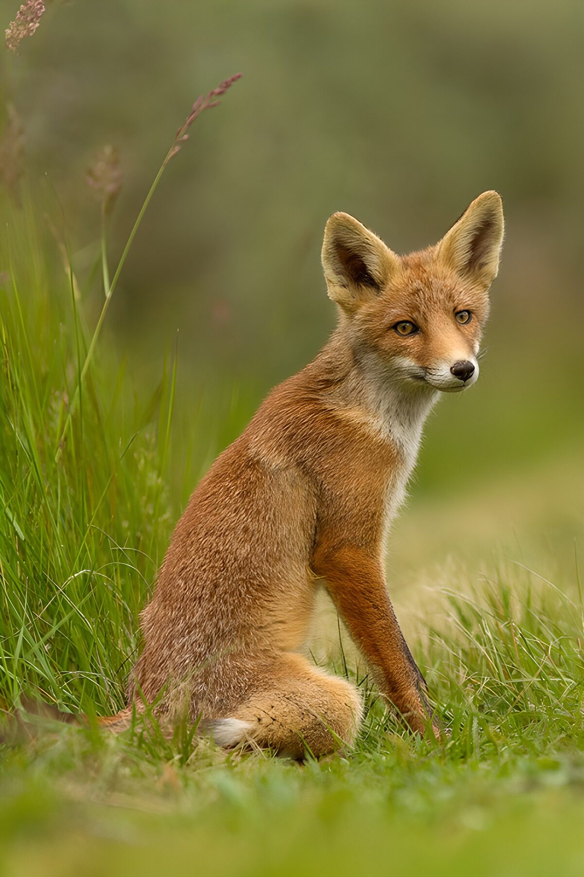Curious Young Fox in the Meadow
