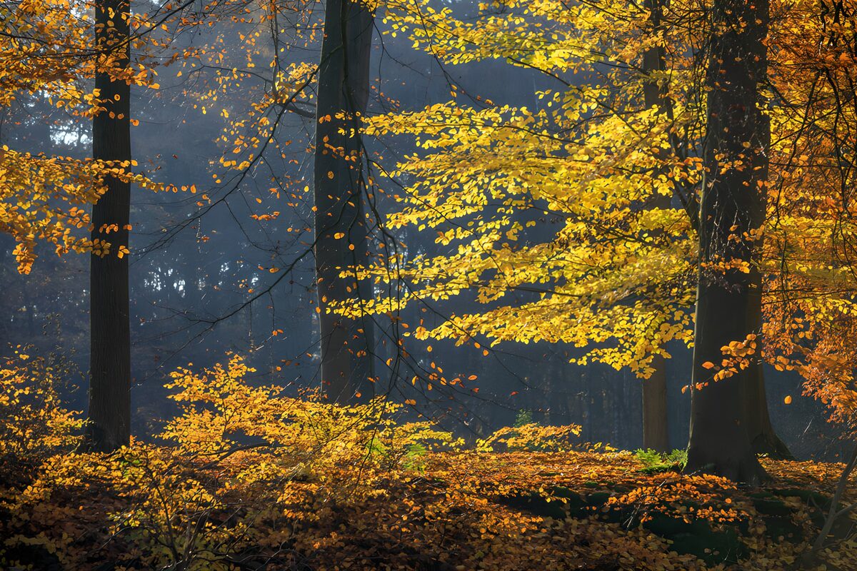 Autumn Serenity in the Forest