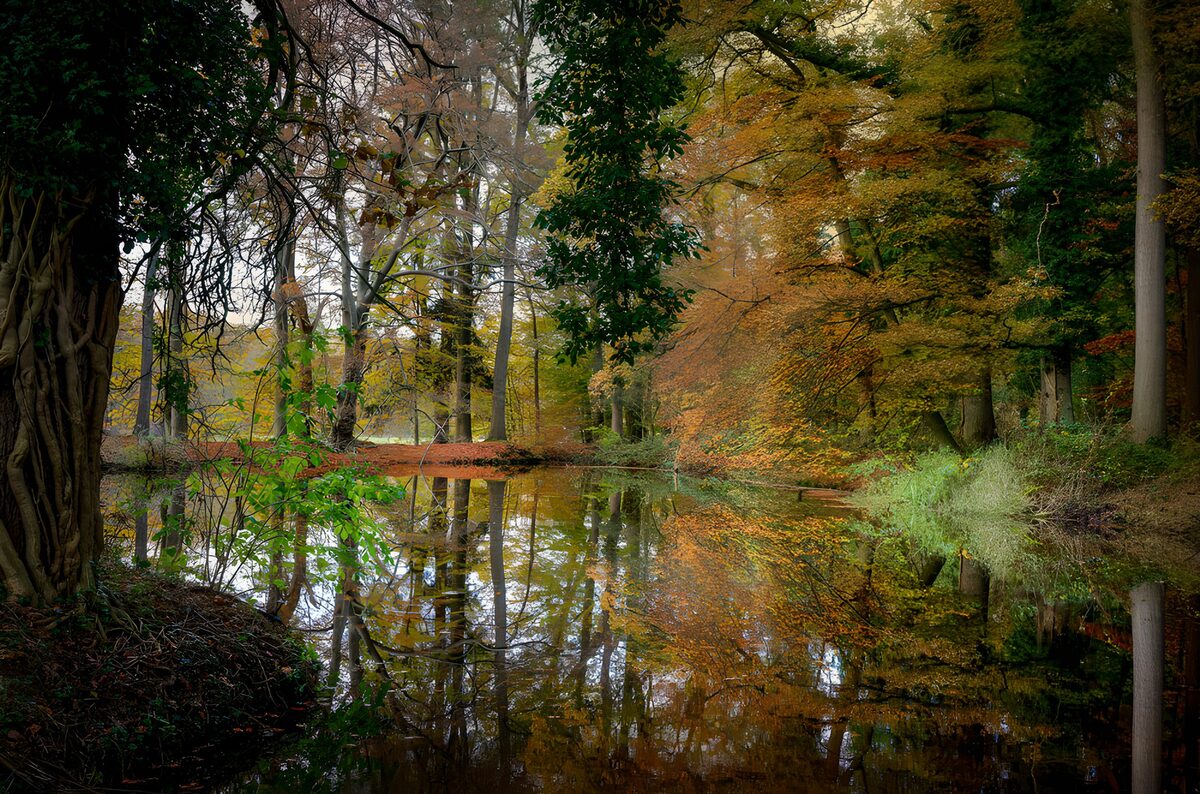 Autumn Reflections in a Serene Forest