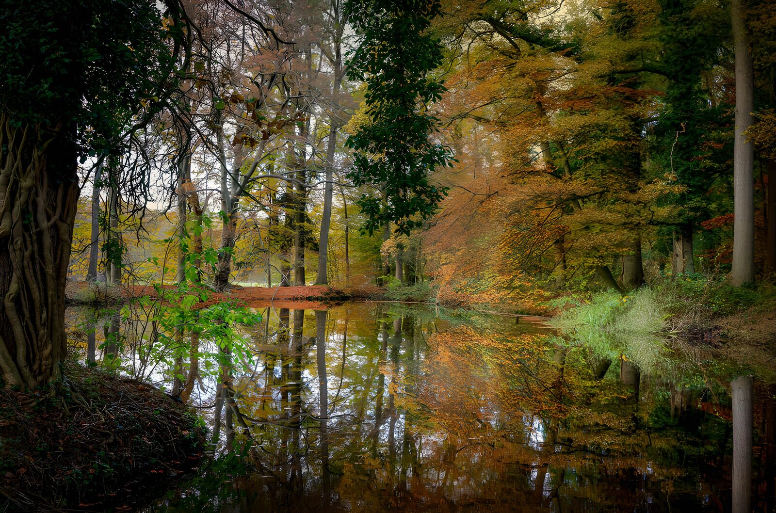 OCCOM9892497: Autumn Reflections in a Serene Forest