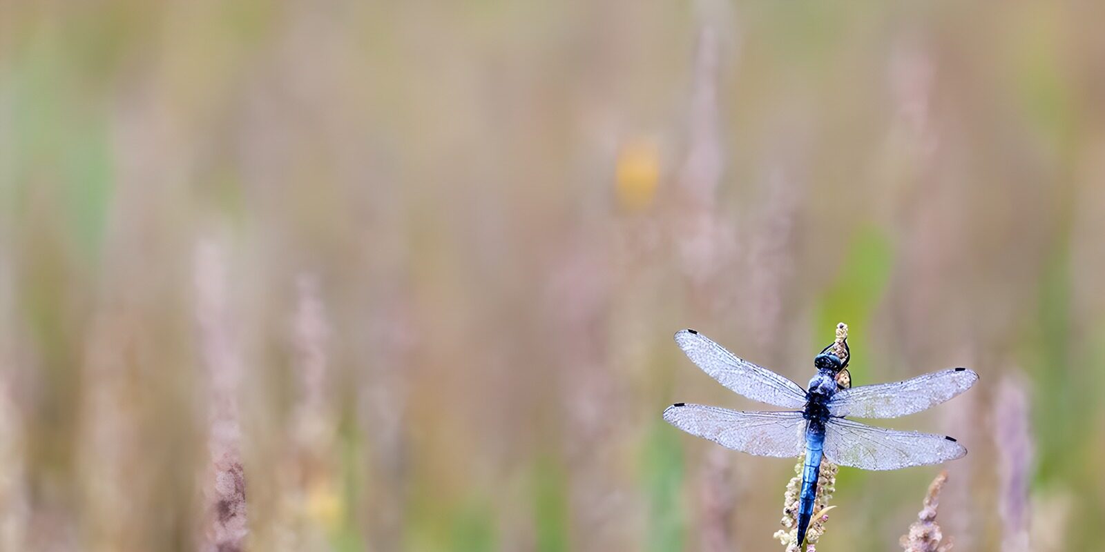 OCCOM9376139: Graceful Dragonfly in Nature