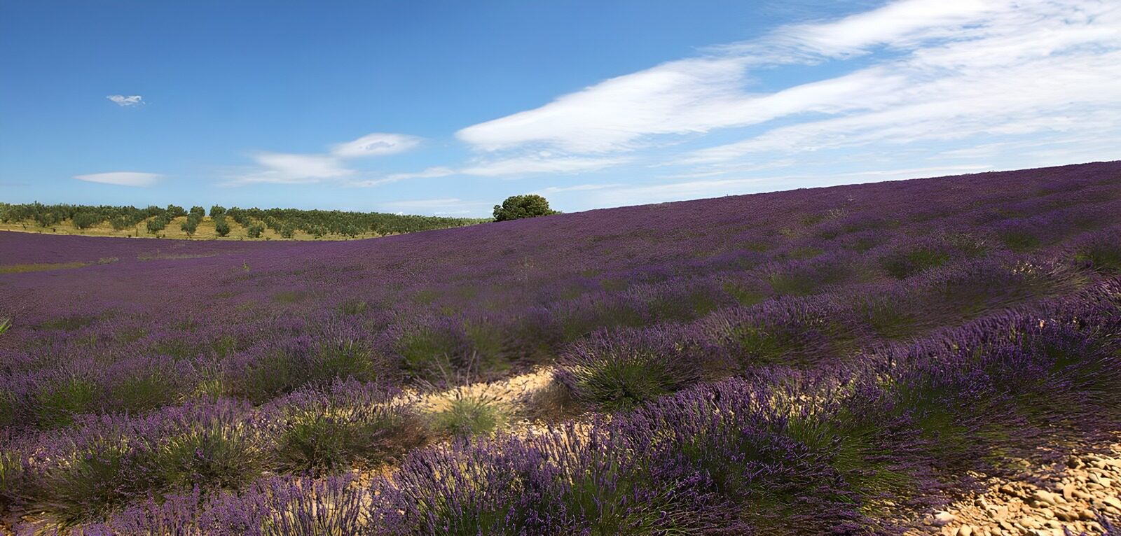 OCCOM7294042: Lavender Fields Under Blue Skies