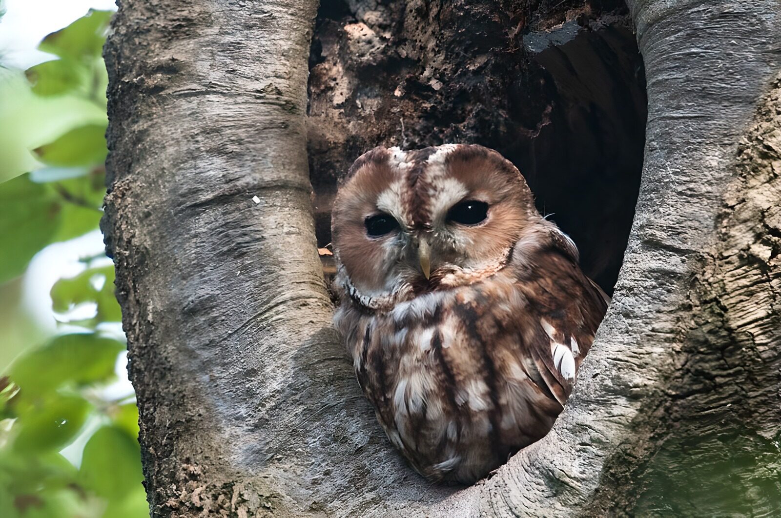 OCCOM9915382: Silent Guardian of the Forest