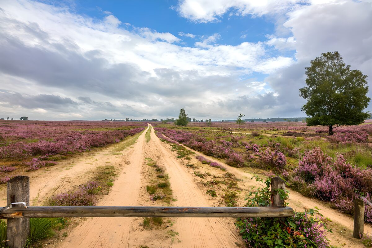 OCCOM8496938: Serene Lavender Pathway in Nature