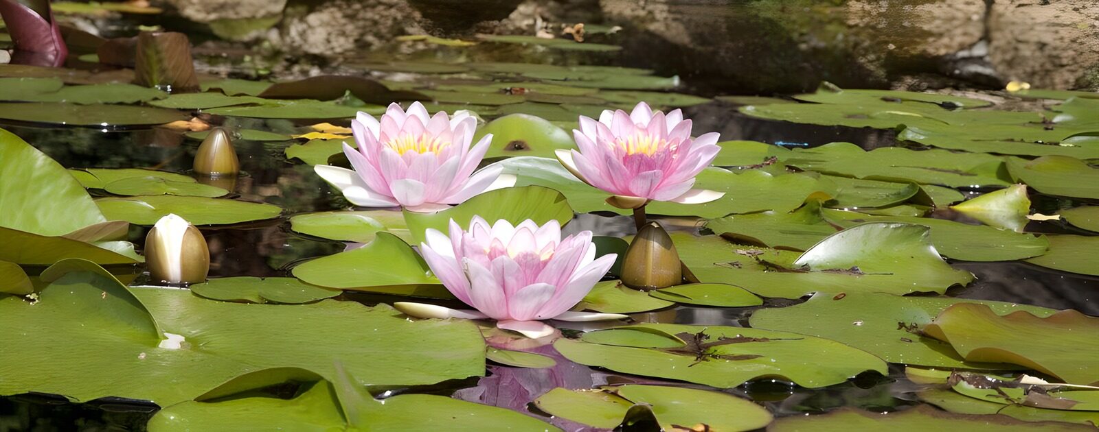 OCCOM6413968: Tranquil Water Lilies in Bloom
