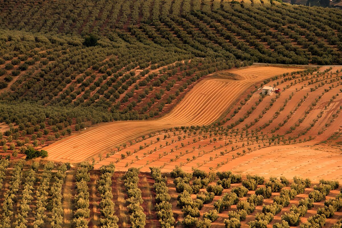 Beautiful Olive Groves in Sunset