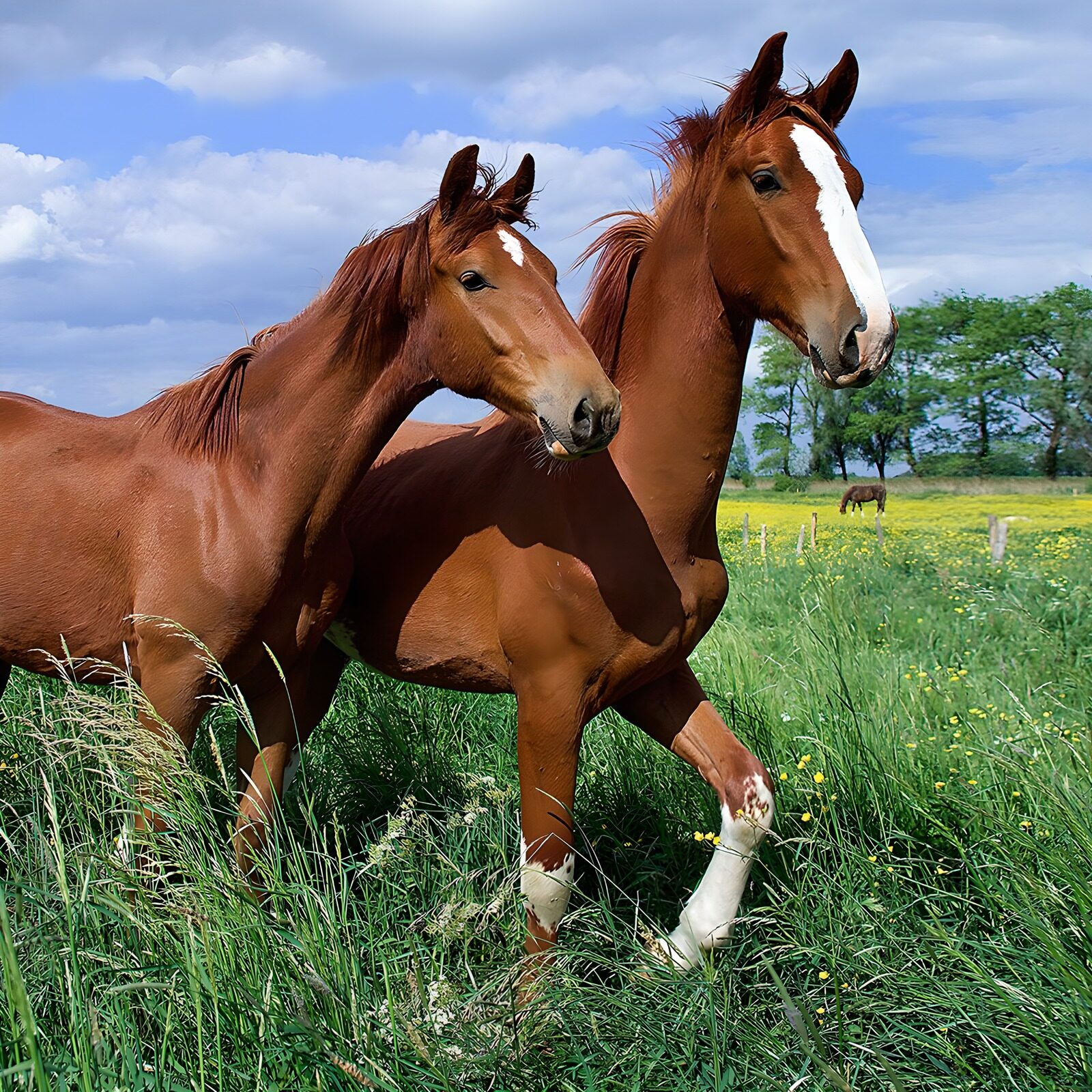 OCCOM5805350: Playful Horses in a Flourishing Field