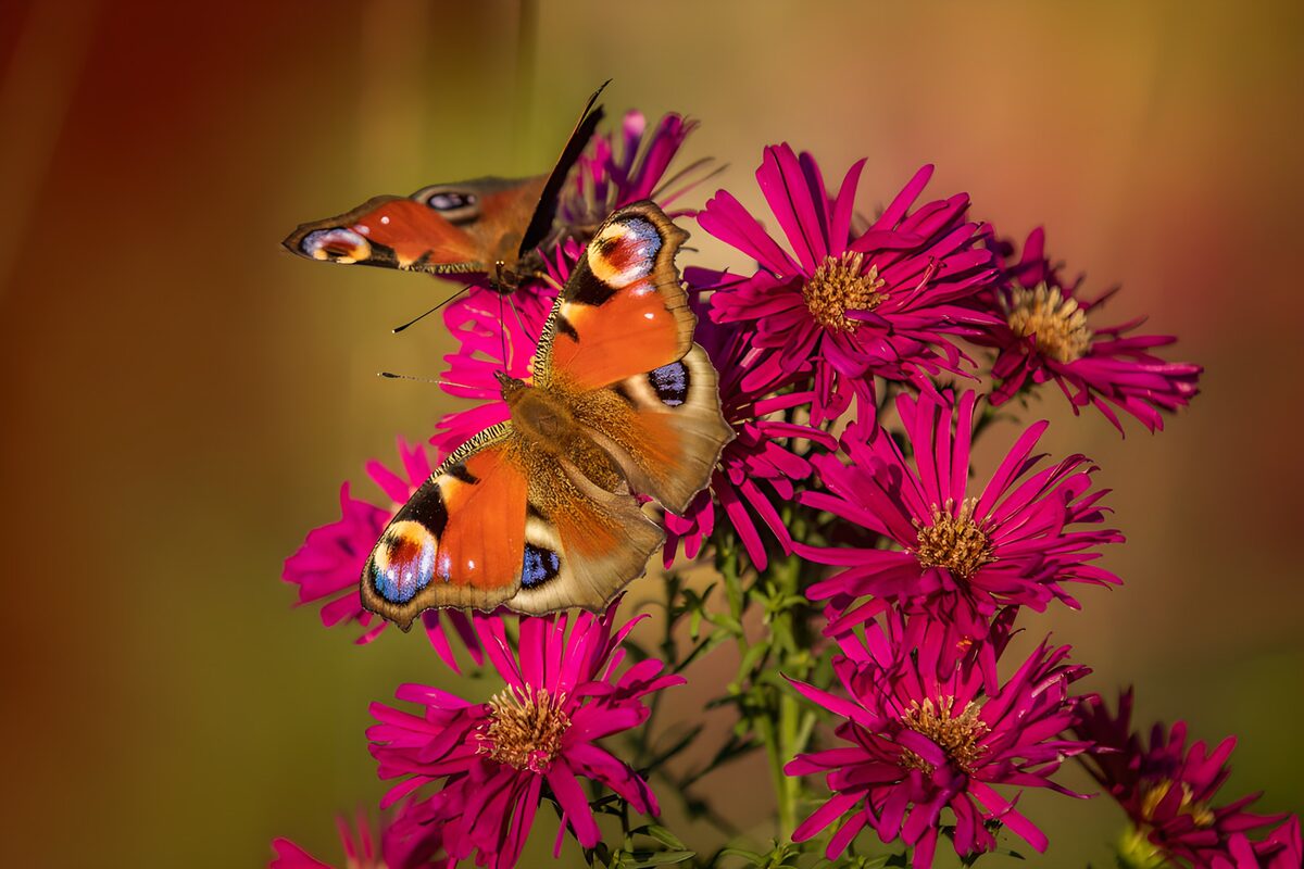 Vibrant Butterflies on Pink Flowers