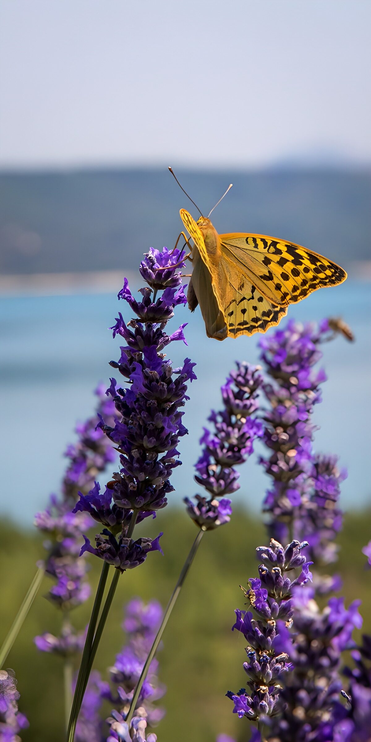 OCCOM7860633: Butterfly on Lavender Blossoms