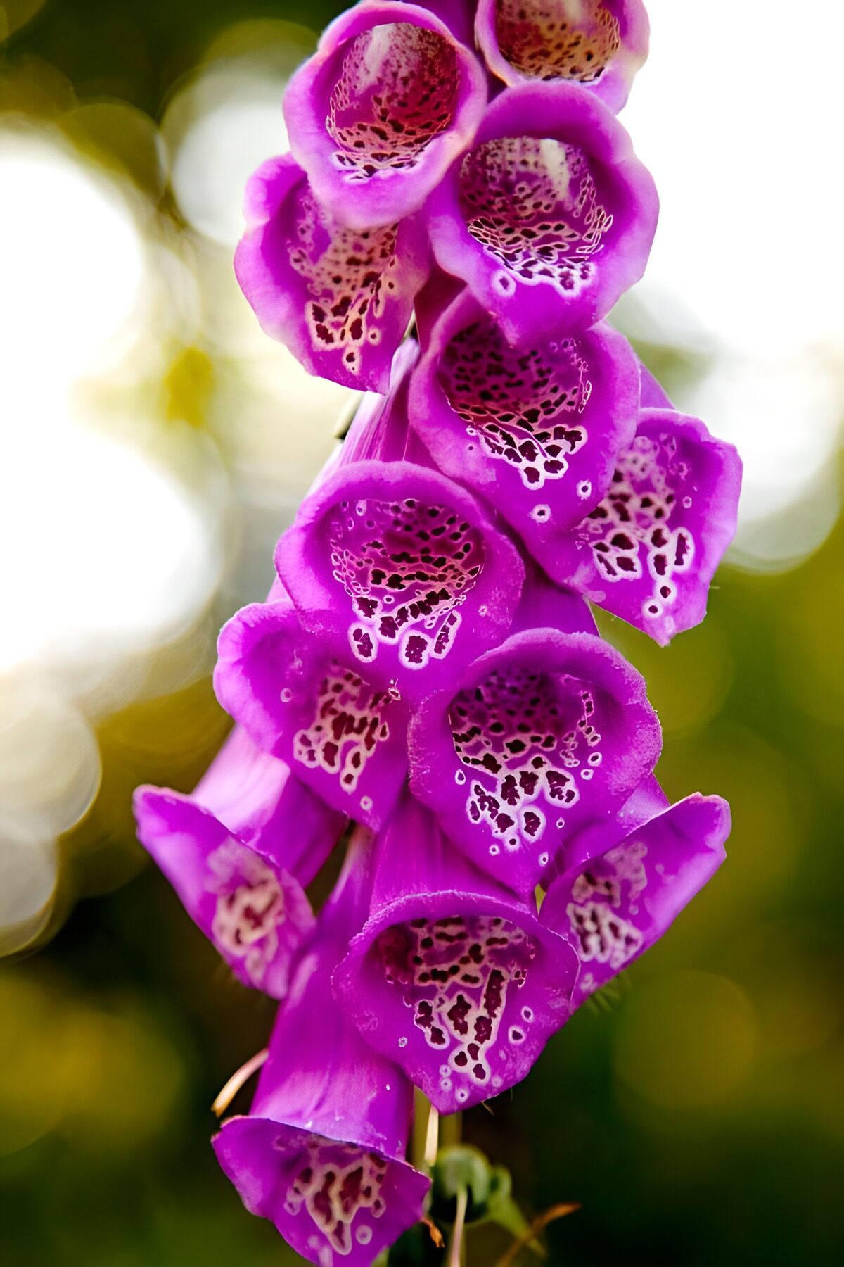Beautiful Purple Foxglove Bloom