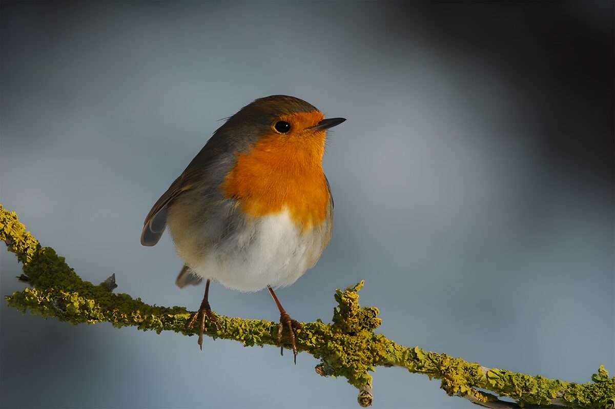 Charming European Robin on a Branch