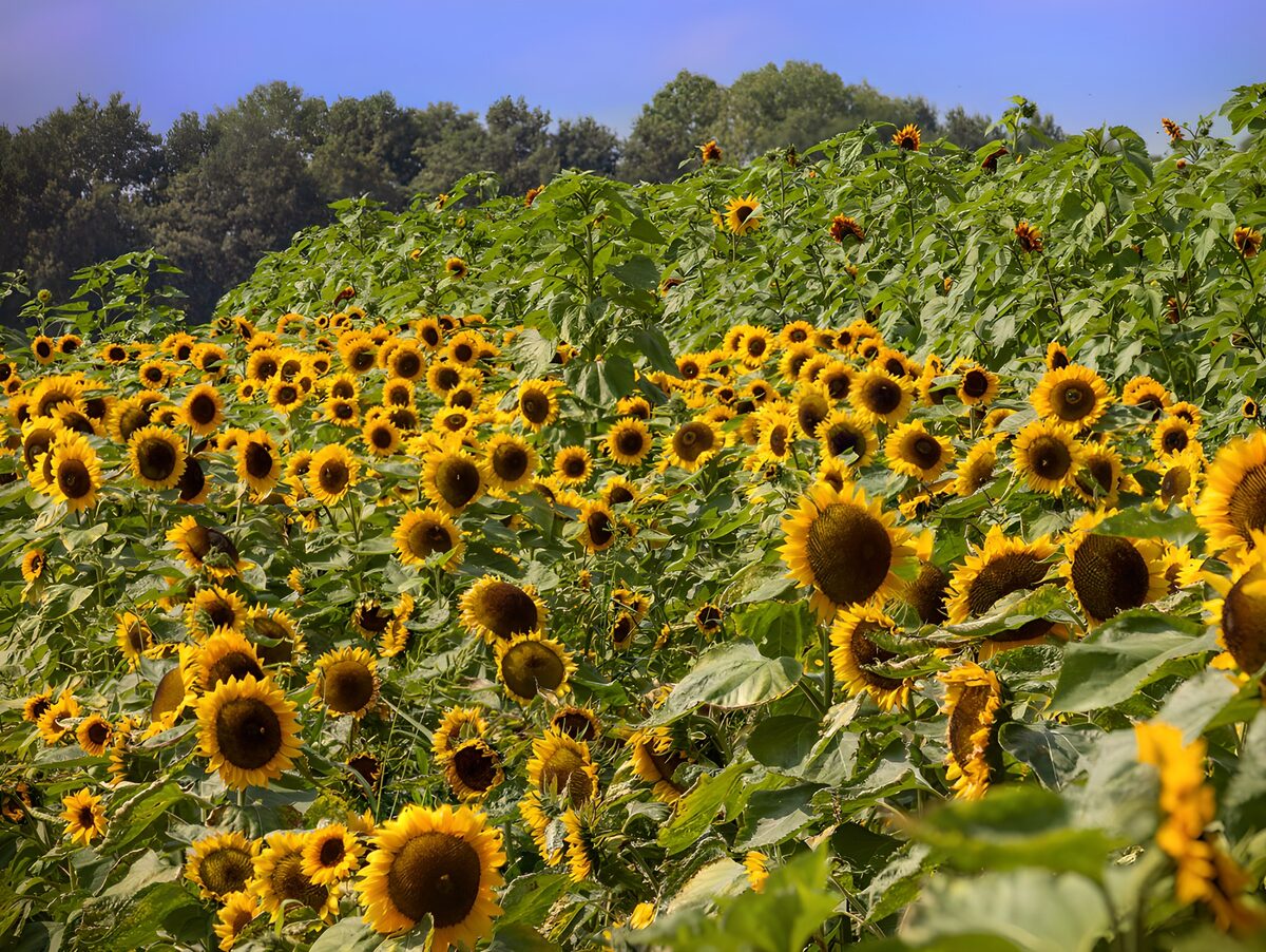 OCCOM8406866: Vibrant Sunflower Field Under Blue Skies